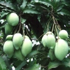Xoài Thái Lan