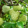 Quả Na