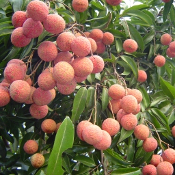 Vãi thiều