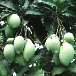 Xoài Thái Lan